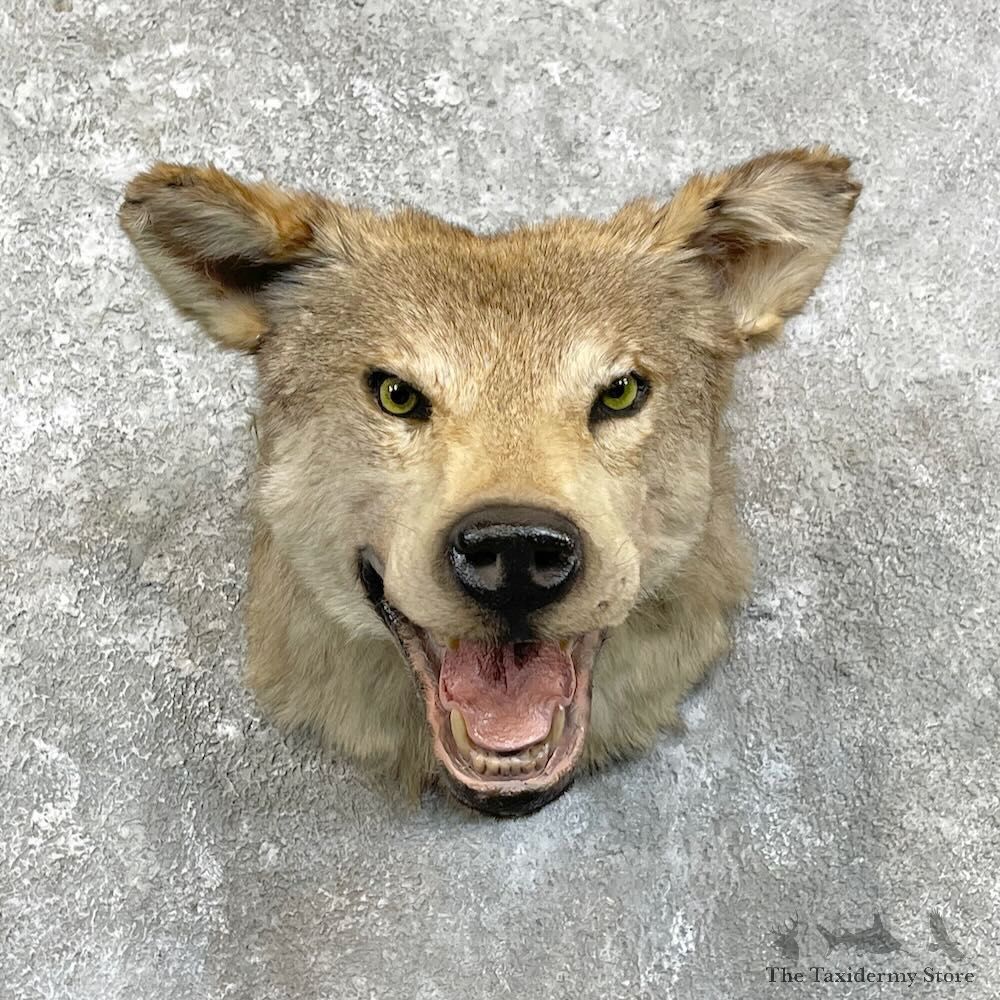 Alaskan Grey Wolf Shoulder Mount For Sale #28002 @ The Taxidermy Store