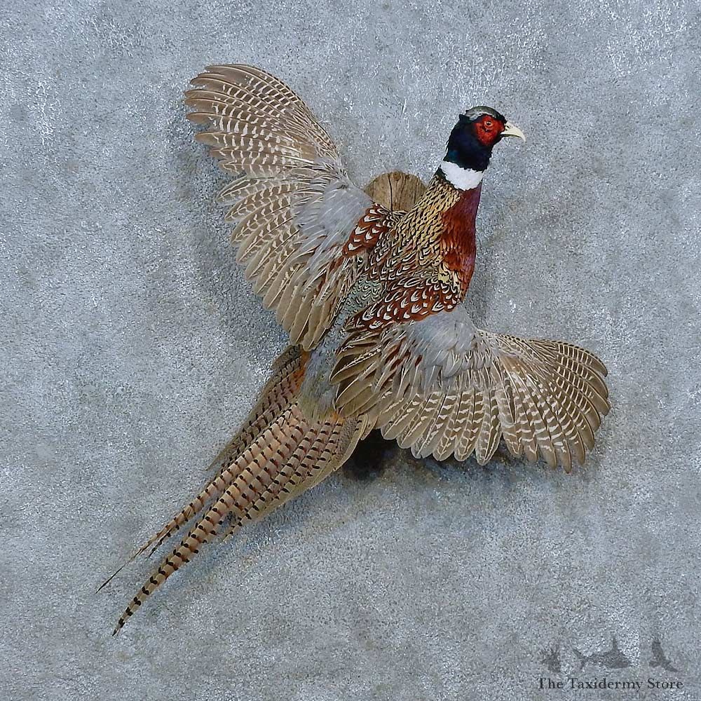 Ringneck Pheasant Bird Mount For Sale #15425 @ The Taxidermy Store