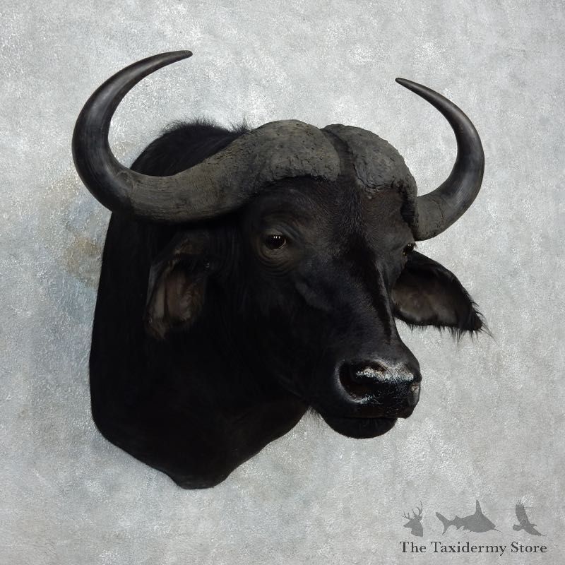 African Cape Buffalo Shoulder Mount For Sale #17979 @ The Taxidermy Store