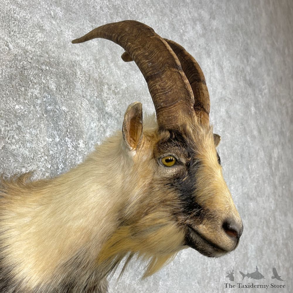Feral Goat Shoulder Mount For Sale #25782 @ The Taxidermy Store