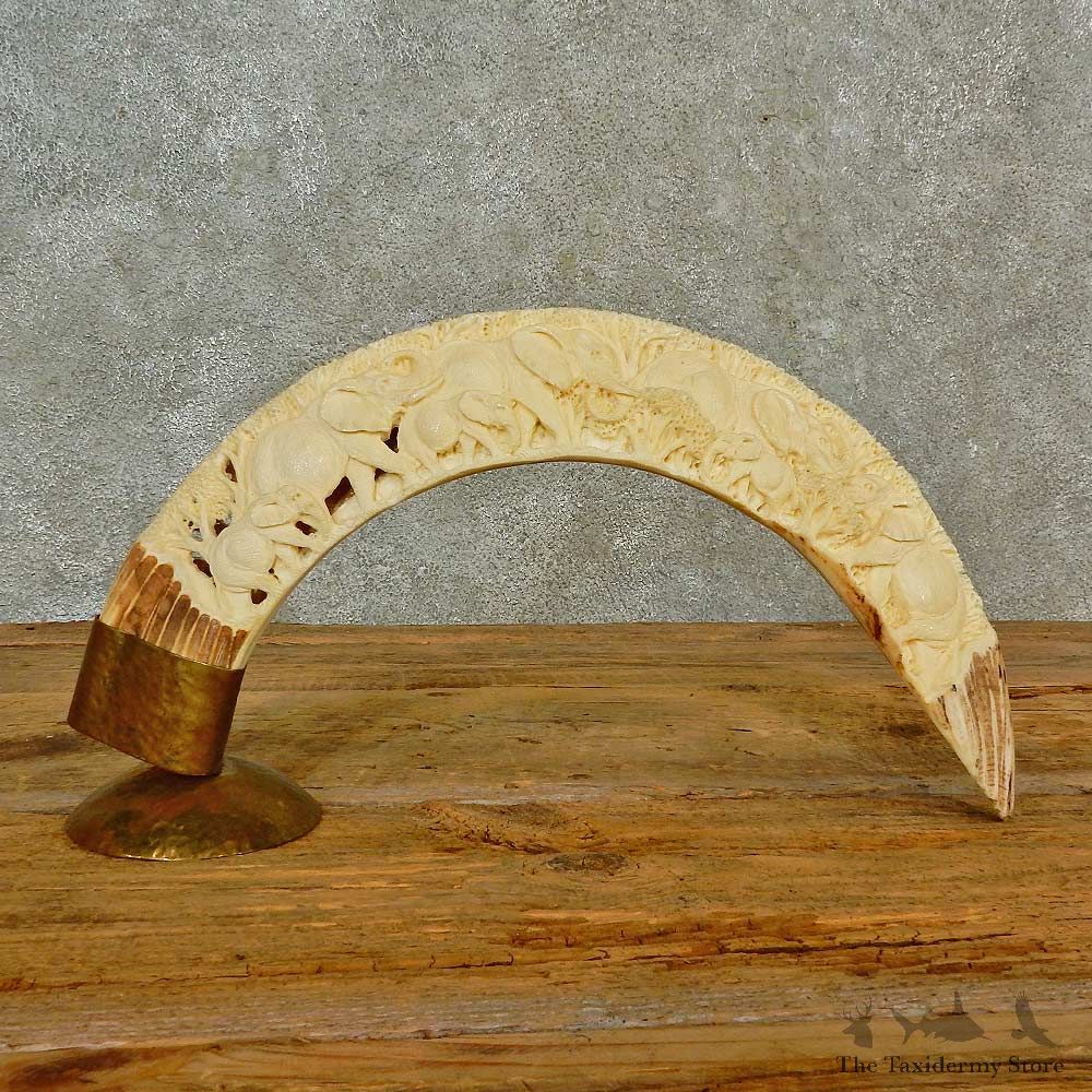 Carved Hippopotamus Tusk For Sale #16554 @ The Taxidermy Store