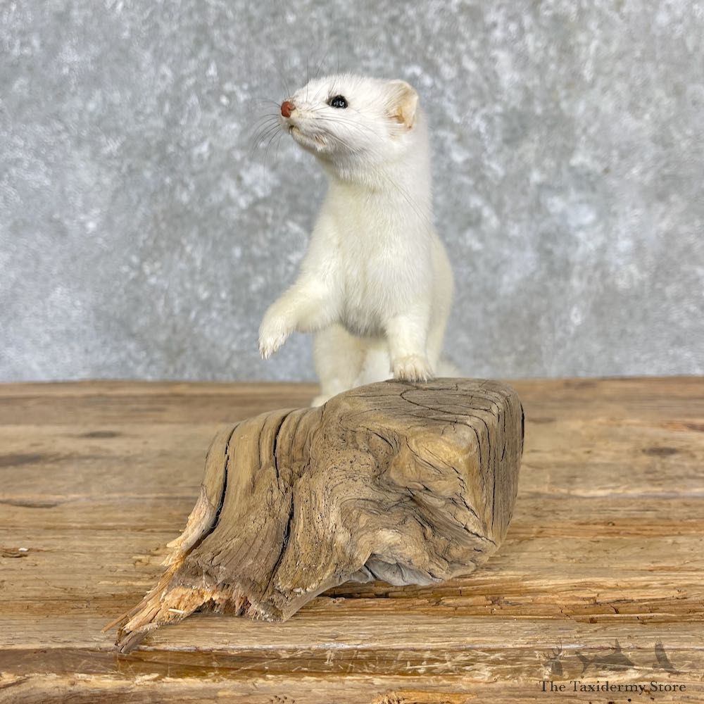 Ermine Life-Size Mount For Sale #27185 @ The Taxidermy Store