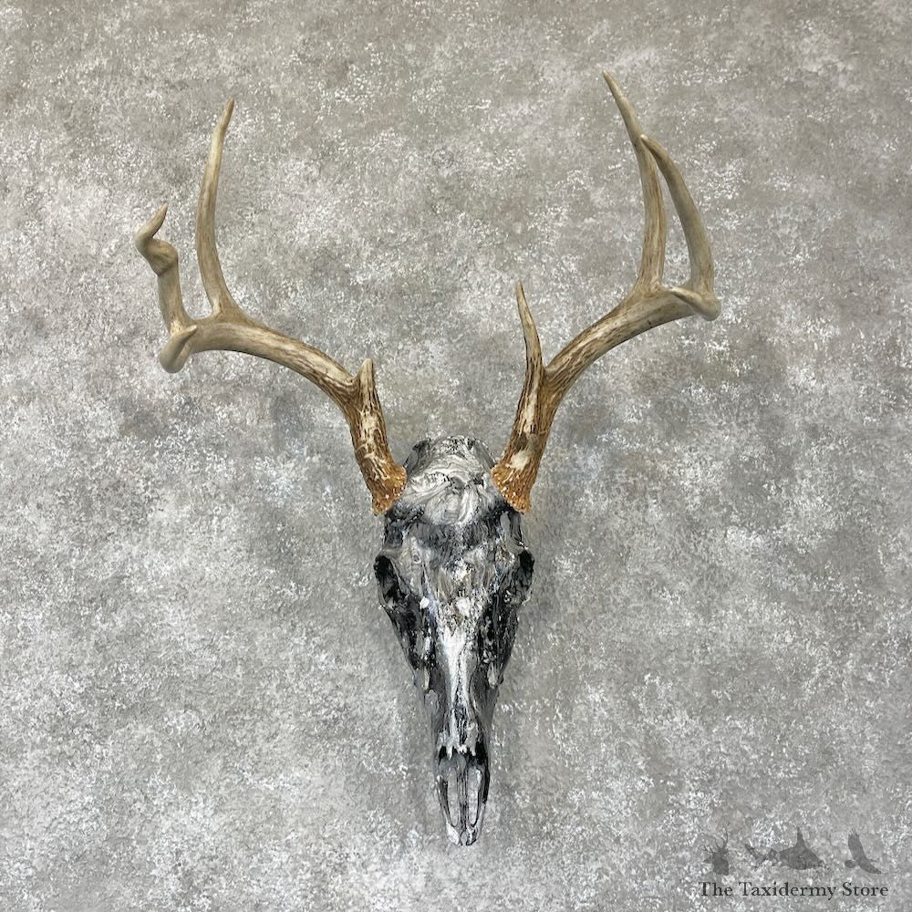 Whitetail Deer Dipped Skull Mount For Sale #28102 @ The Taxidermy Store