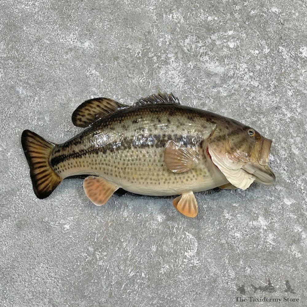 Largemouth Bass Fish Mount For Sale #27307 @ The Taxidermy Store
