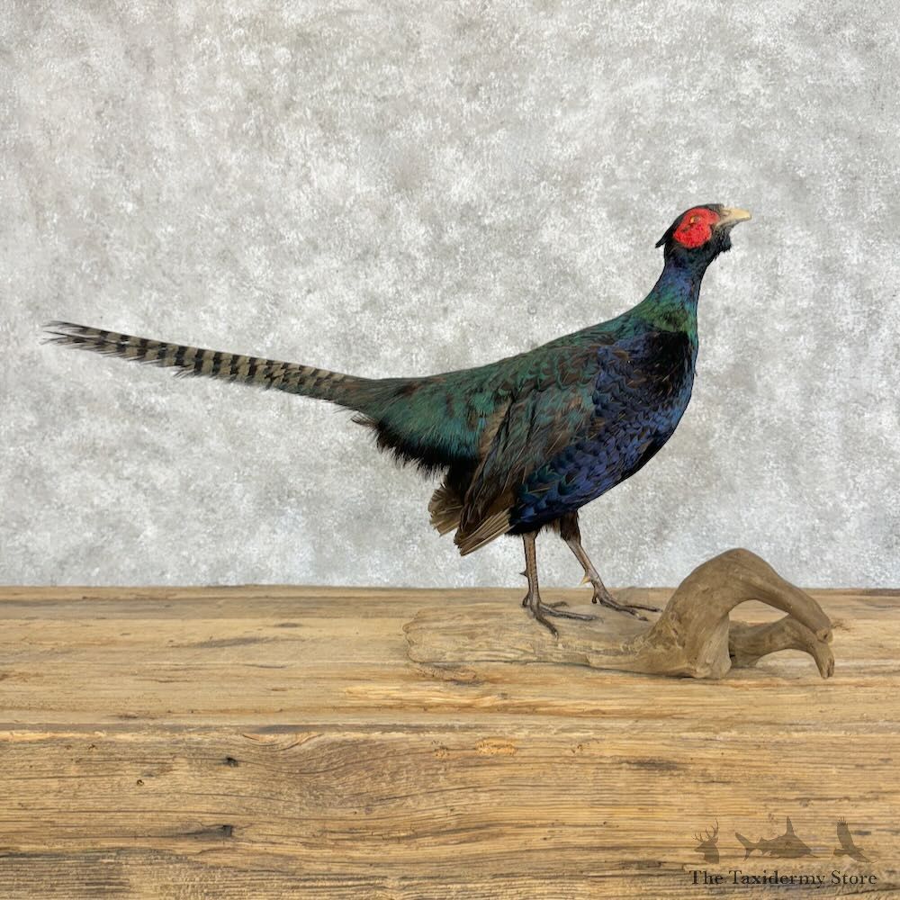 Black Pheasant Bird Mount For Sale #29086 @ The Taxidermy Store