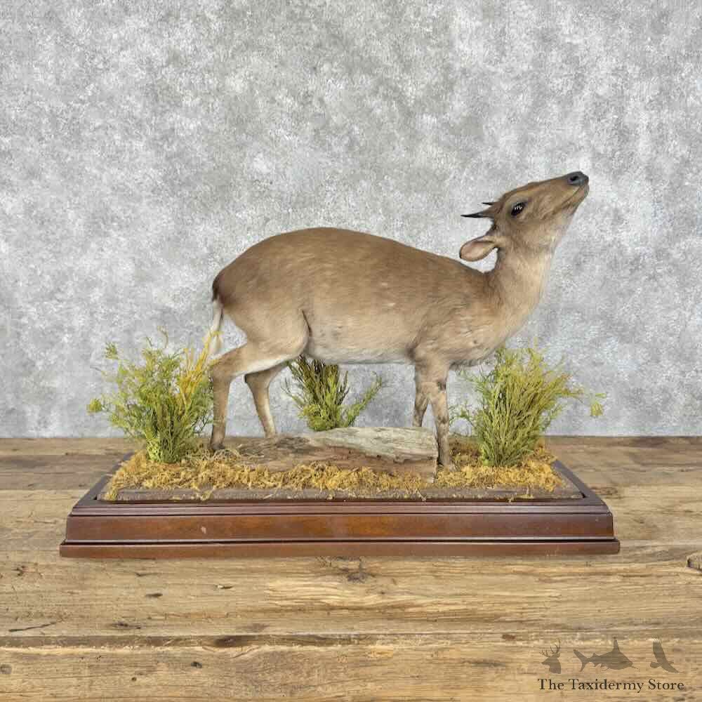 Blue Duiker Life Size Mount For Sale #32124 @ The Taxidermy Store