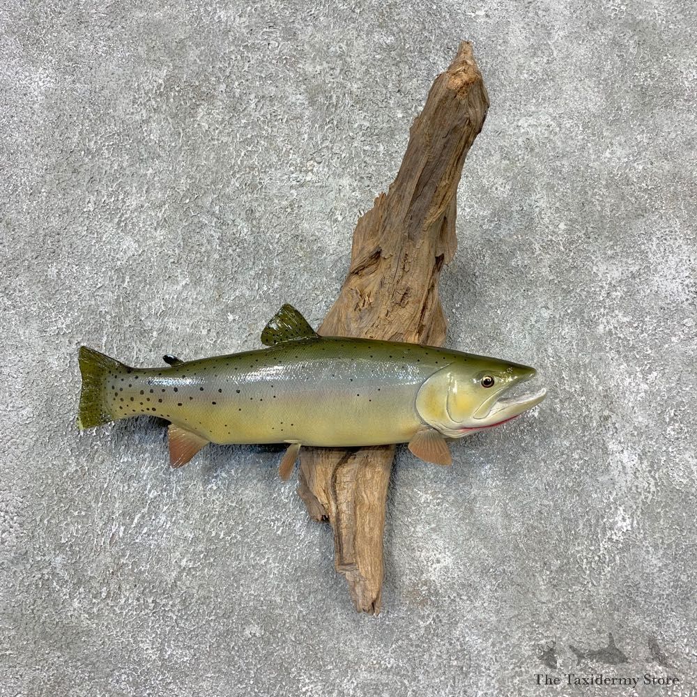 Cutthroat Trout Fish Mount For Sale #21611 @ The Taxidermy Store