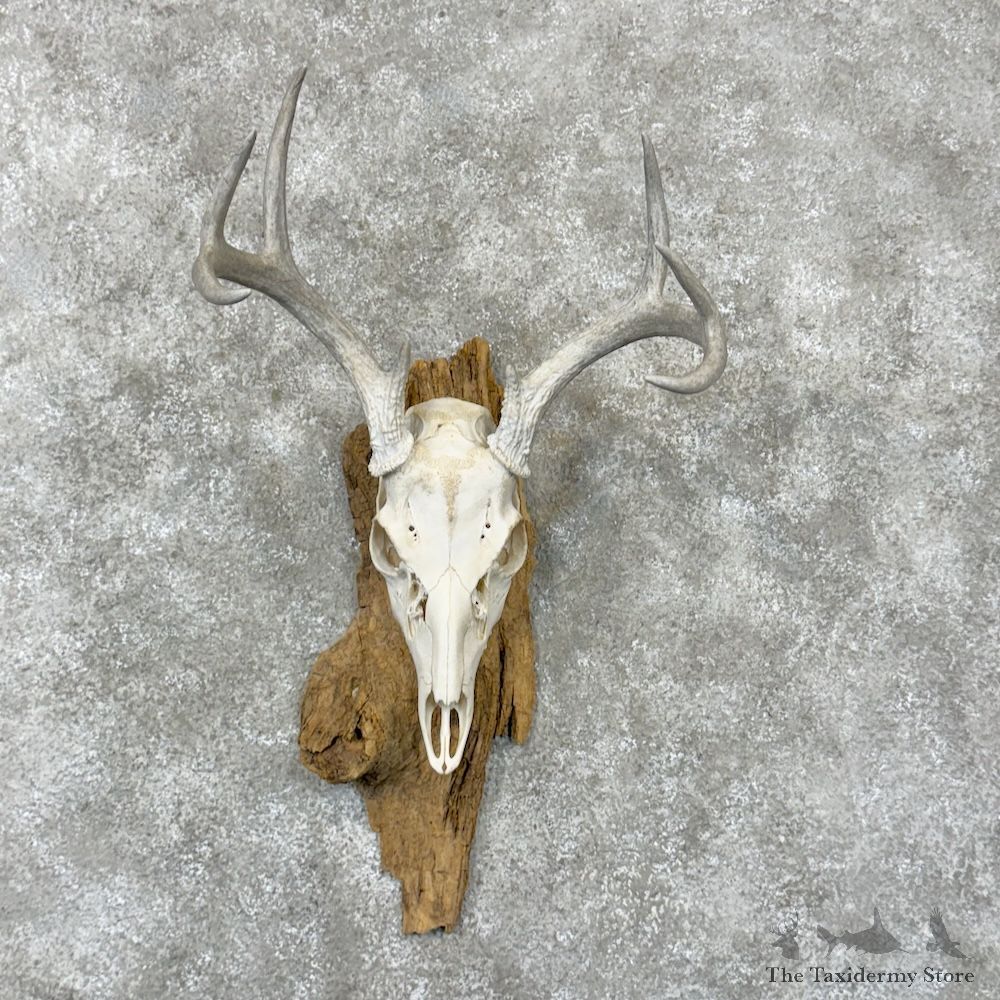 Whitetail Deer Skull European Mount For Sale #29827 @ The Taxidermy Store
