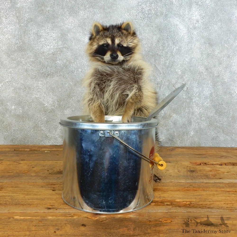 Raccoon Life-Size Mount For Sale #18500 @ The Taxidermy Store