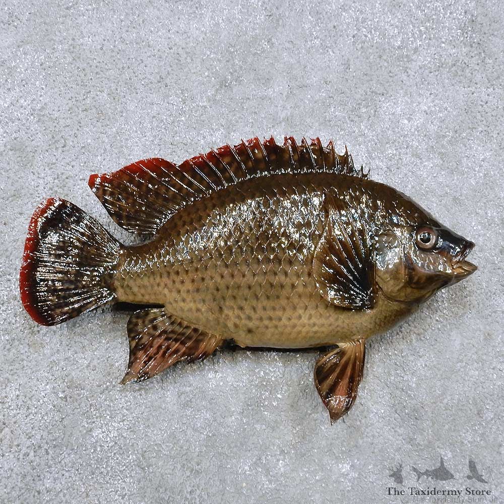 Tilapia Fish Mount For Sale #14364 @ The Taxidermy Store