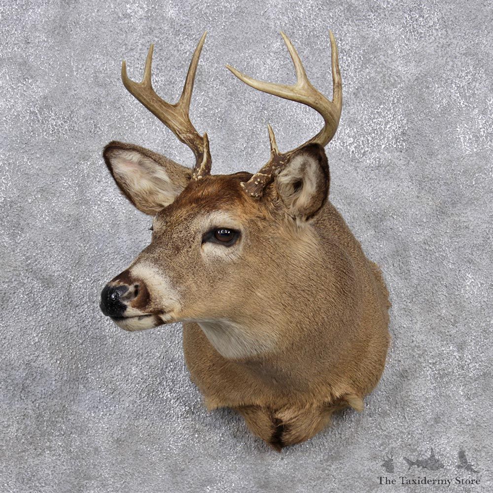 Whitetail Deer Shoulder Mount #12349 For Sale @ The Taxidermy Store