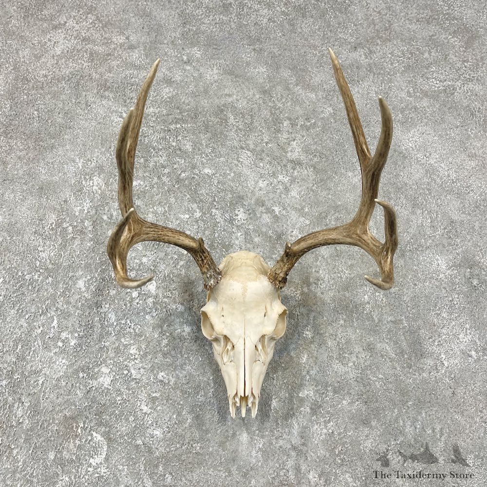 Mule Deer Taxidermy Skull Antler Mount #25913 For Sale @ The Taxidermy Store