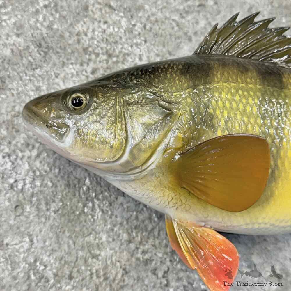 Yellow Perch Fish Mount For Sale #31862 @ The Taxidermy Store
