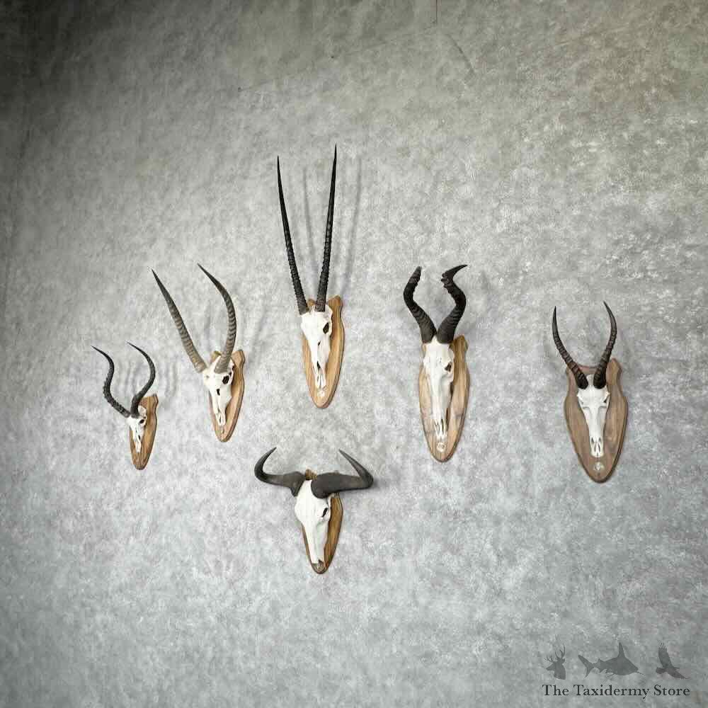 African Safari 6 Plaque Match Set Skulls and Horns For Sale #31656 @ The Taxidermy Store