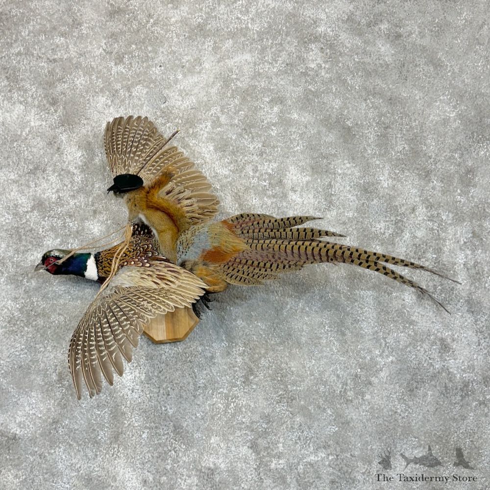 Red Squirrel & Ringneck Pheasant Novelty Mount For Sale #29431 @ The Taxidermy Store