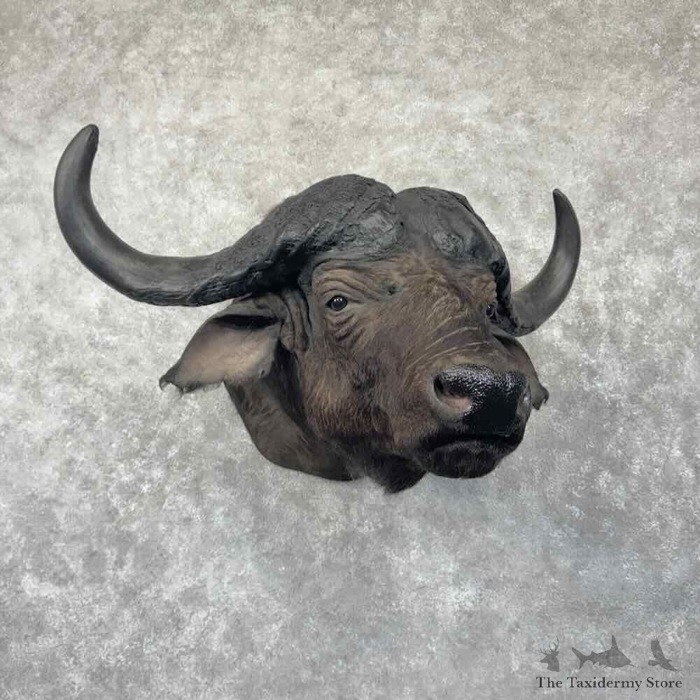 African Cape Buffalo Shoulder Mount For Sale #31851 @ The Taxidermy Store