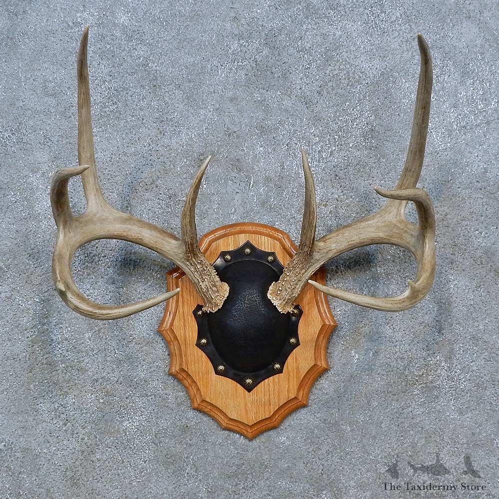Whitetail Deer Antler Plaque Mount For Sale #15347 @ The Taxidermy Store