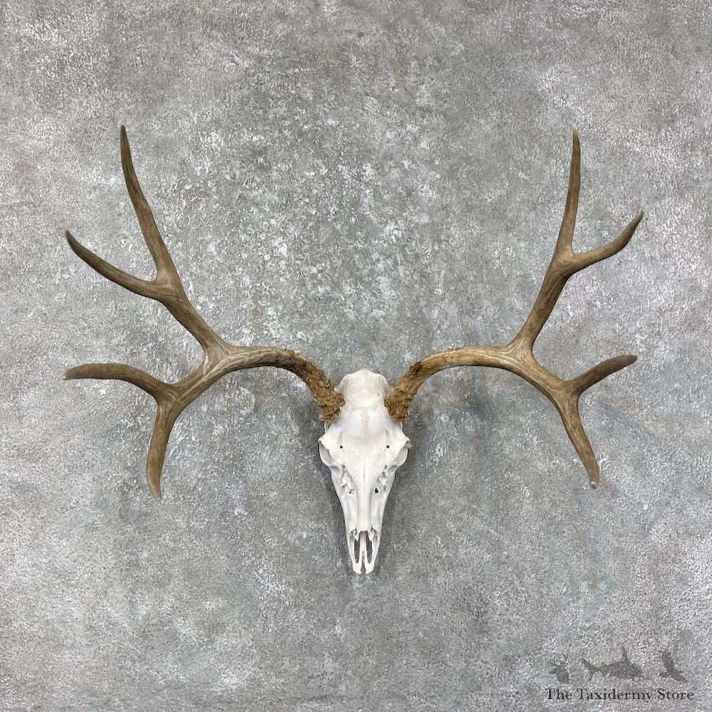 Mule Deer Skull European Mount For Sale #25603 @ The Taxidermy Store