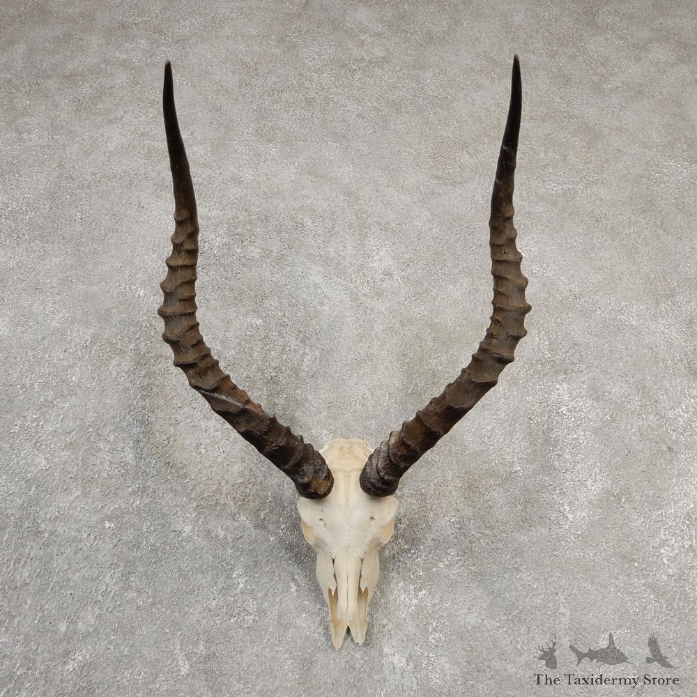 Impala Skull Horns European Mount For Sale #20551 @ The Taxidermy Store