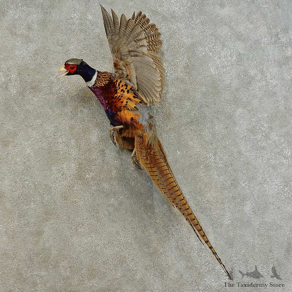 Ringneck Pheasant Bird Mount For Sale #16486 @ The Taxidermy Store