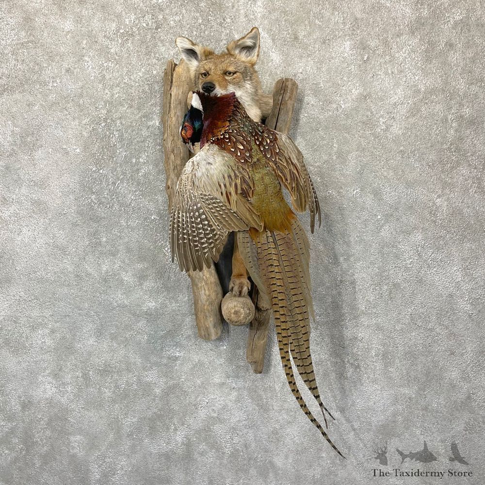 Coyote Half Life-Size Mount For Sale #24362 @ The Taxidermy Store