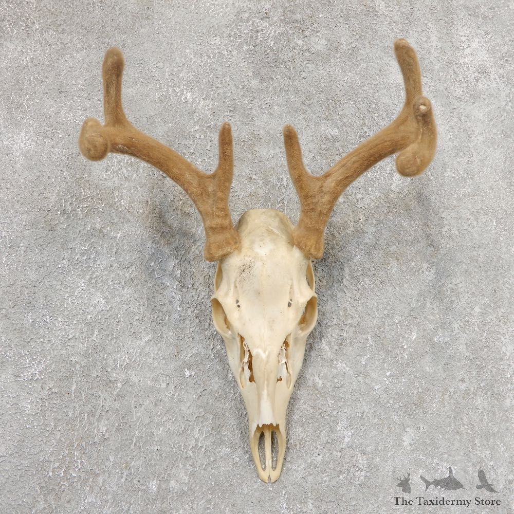 Whitetail Deer Skull European Mount For Sale #21344 @ The Taxidermy Store