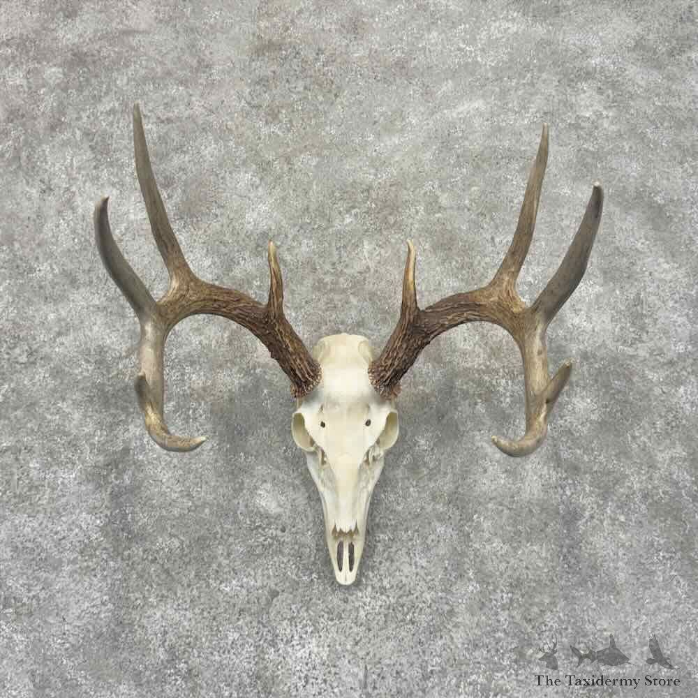 Whitetail Deer Skull European Mount For Sale #32158 @ The Taxidermy Store