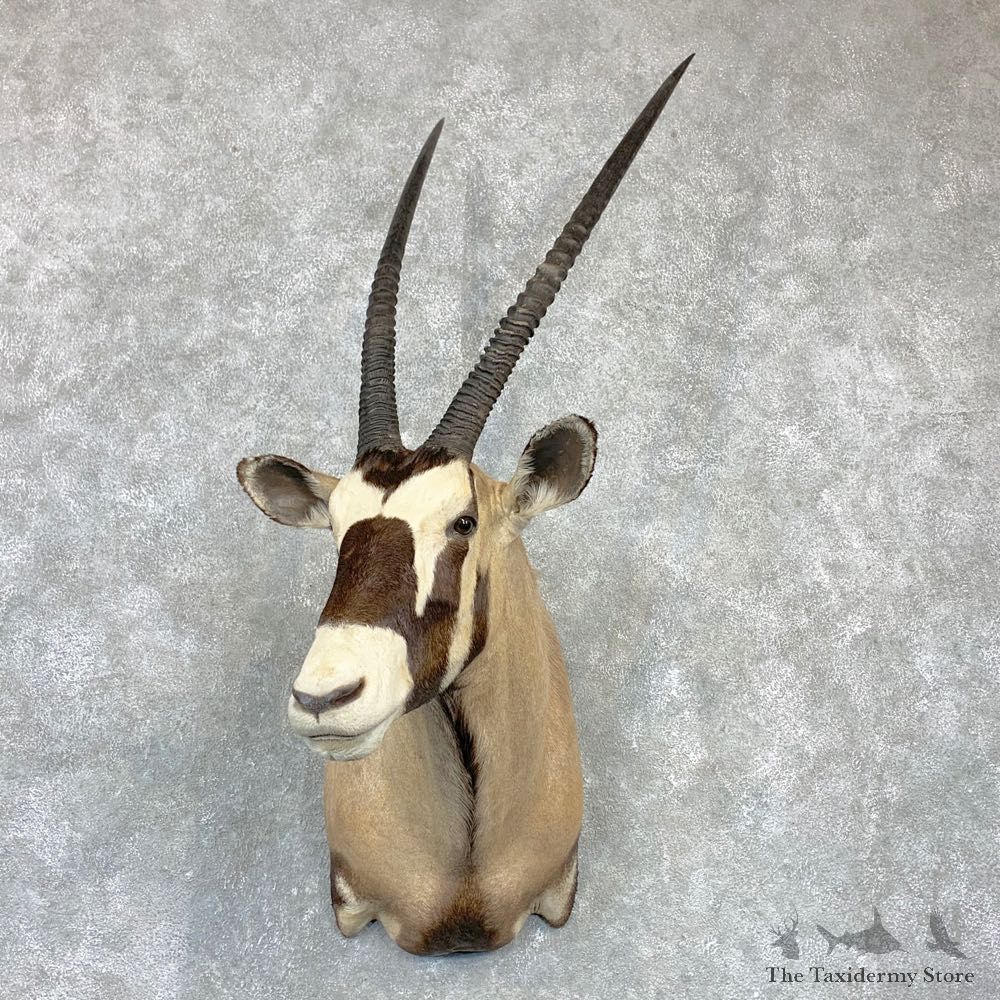Kalahari Gemsbok Oryx Shoulder Mount For Sale #23131 @ The Taxidermy Store