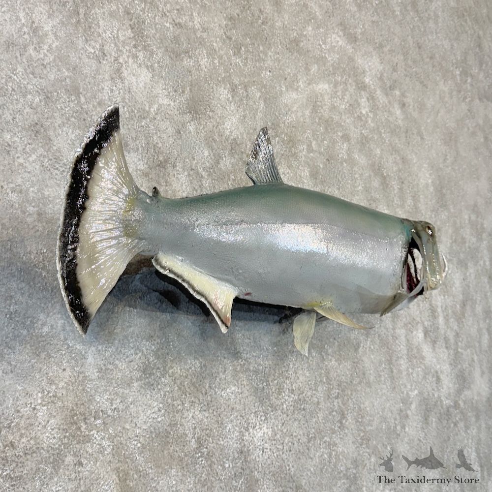 Payara Fish Mount For Sale #30014 @ The Taxidermy Store