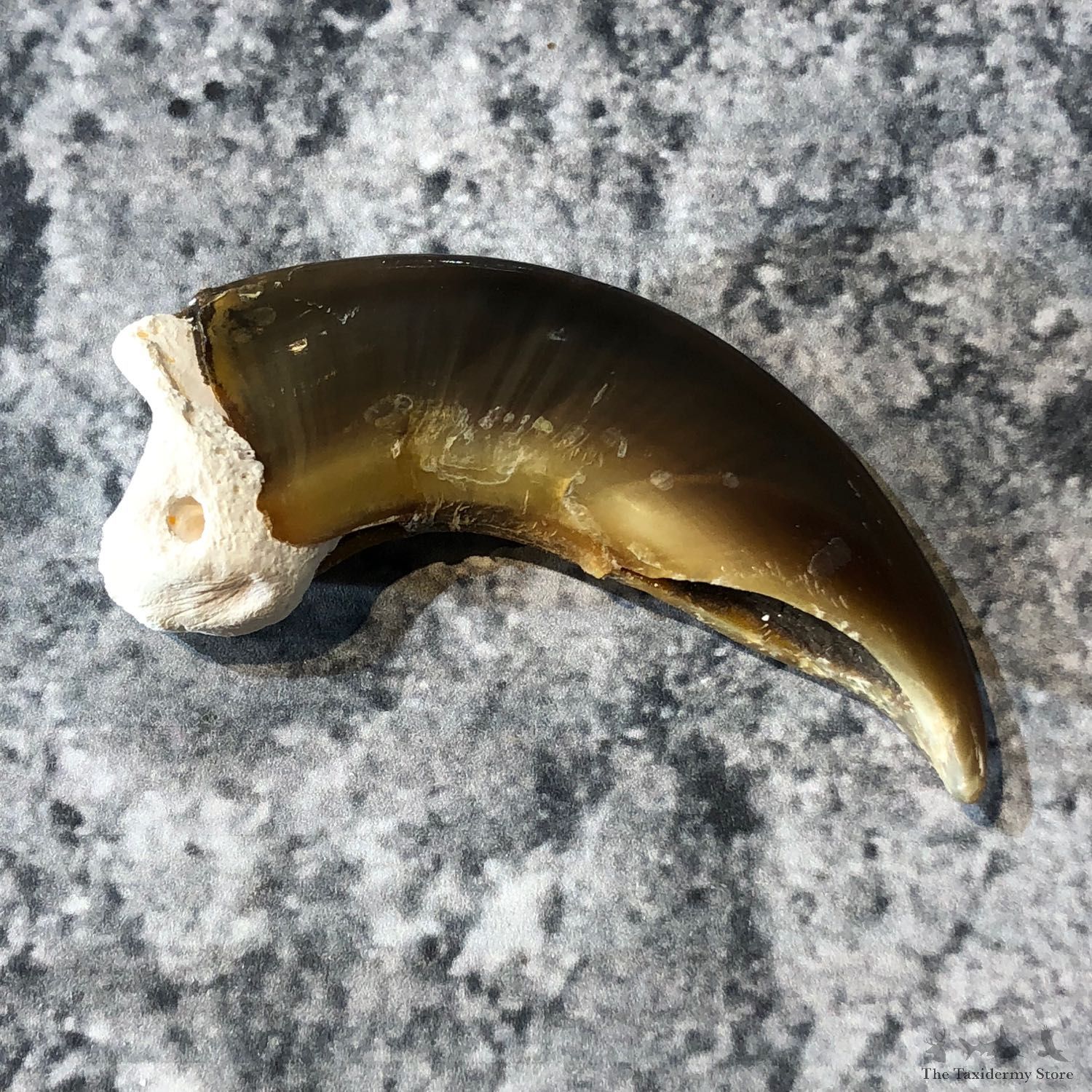 Polar Bear Claw Taxidermy For Sale #19599 - The Taxidermy Store