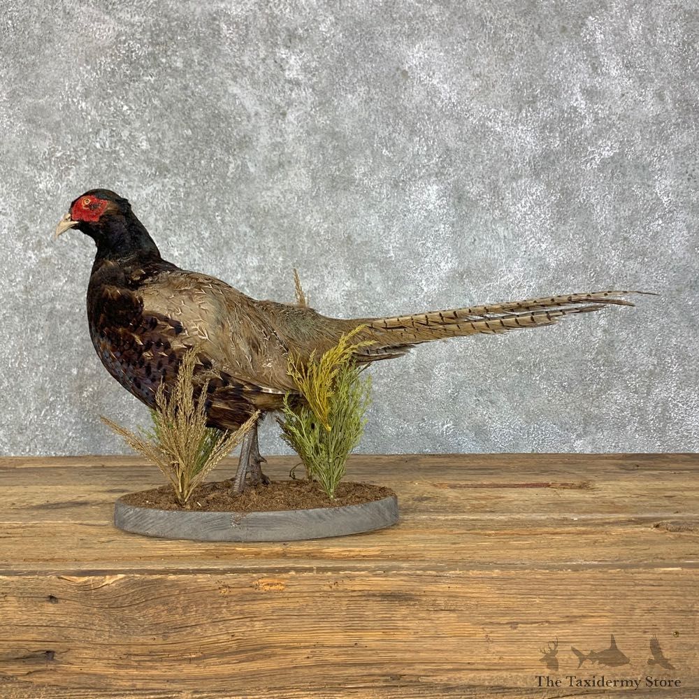 Melanistic Pheasant Taxidermy Mount #23501 For Sale @ The Taxidermy Store