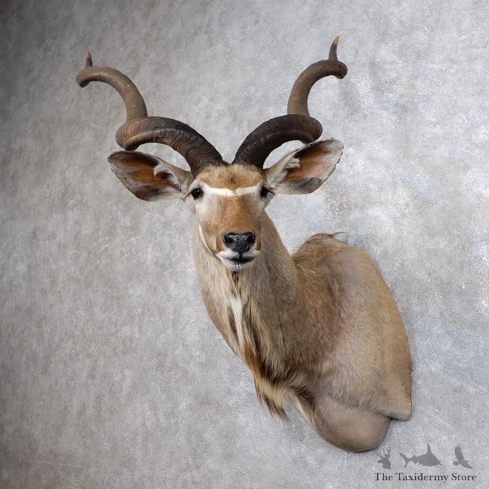 Greater Kudu Shoulder Mount For Sale #18647 @ The Taxidermy Store
