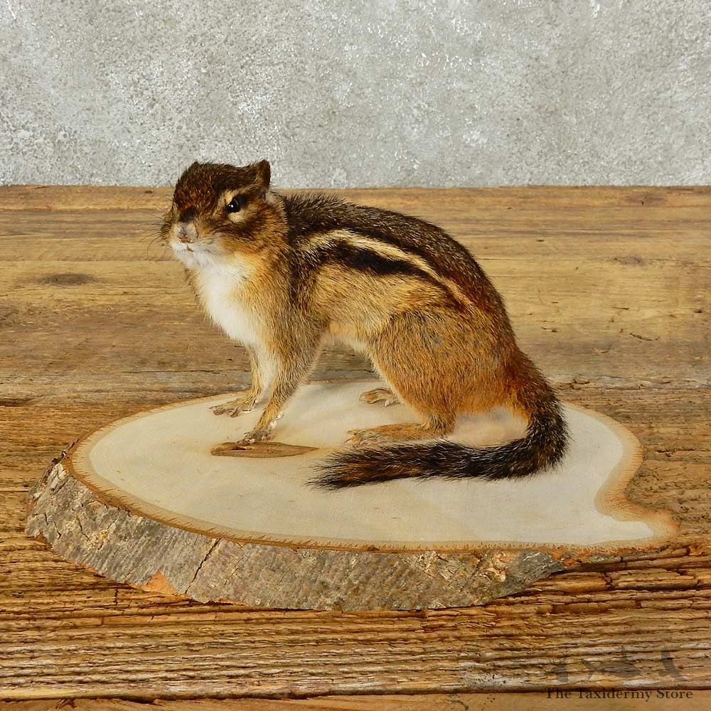 Chipmunk Life-Size Mount For Sale #15967 @ The Taxidermy Store