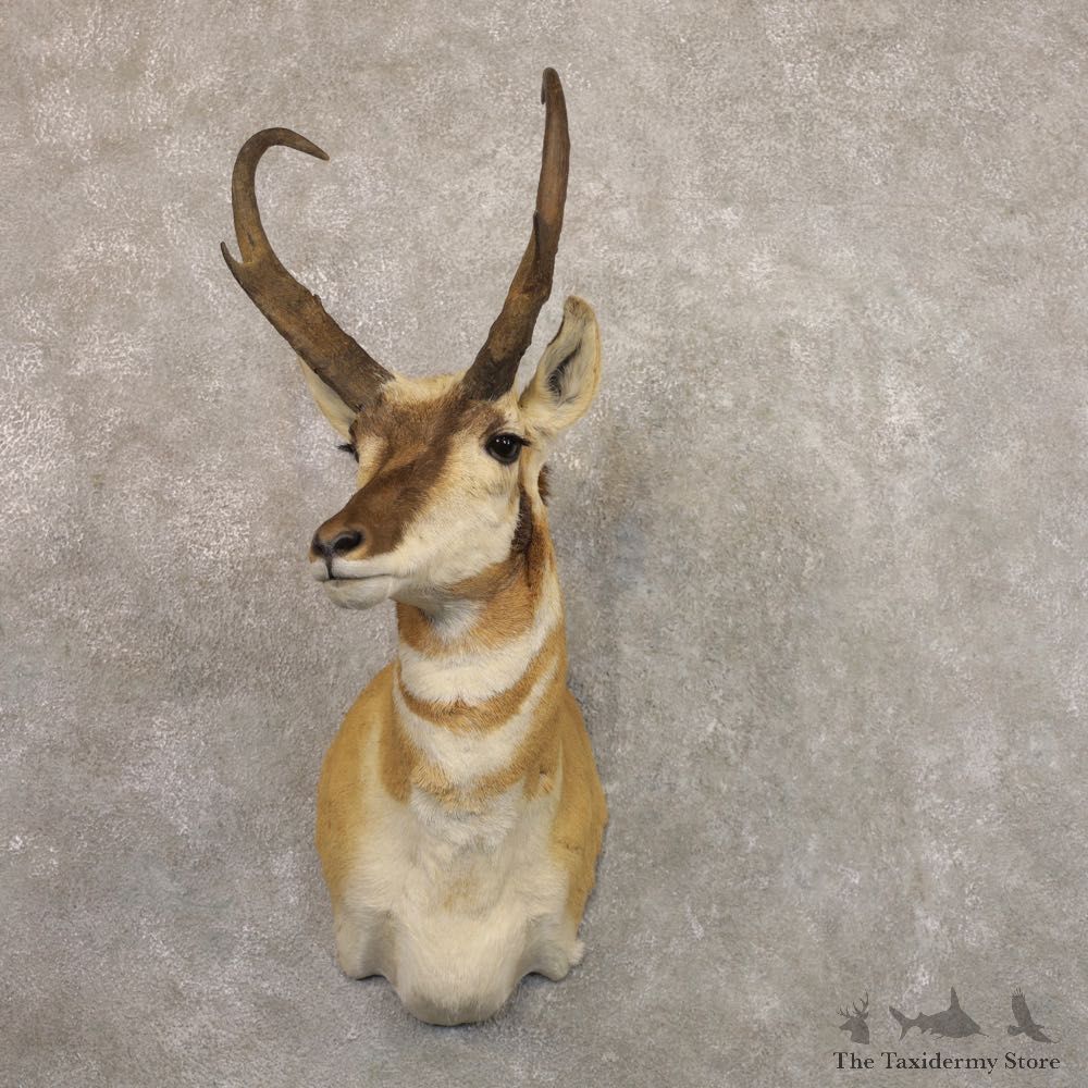 Pronghorn Antelope Shoulder Mount For Sale #22161 @ The Taxidermy-Store