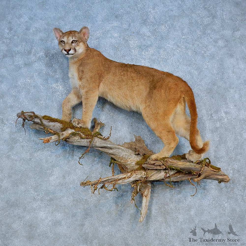 Mountain Lion Life-Size Mount For Sale #15511 @ The Taxidermy Store