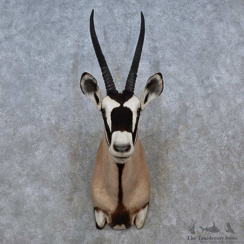 African Gemsbok Shoulder Mount For Sale #15243 @ The Taxidermy Store