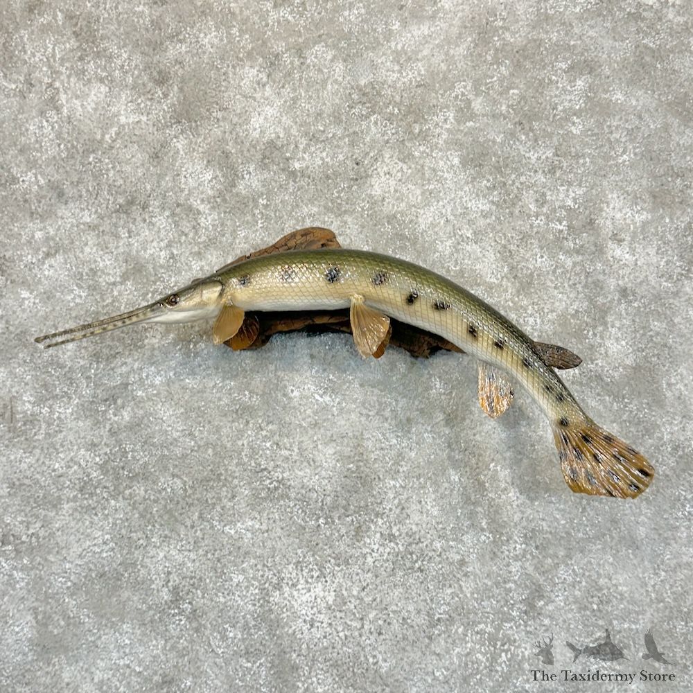 Longnose Gar Fish Mount For Sale #29203 @ The Taxidermy Store