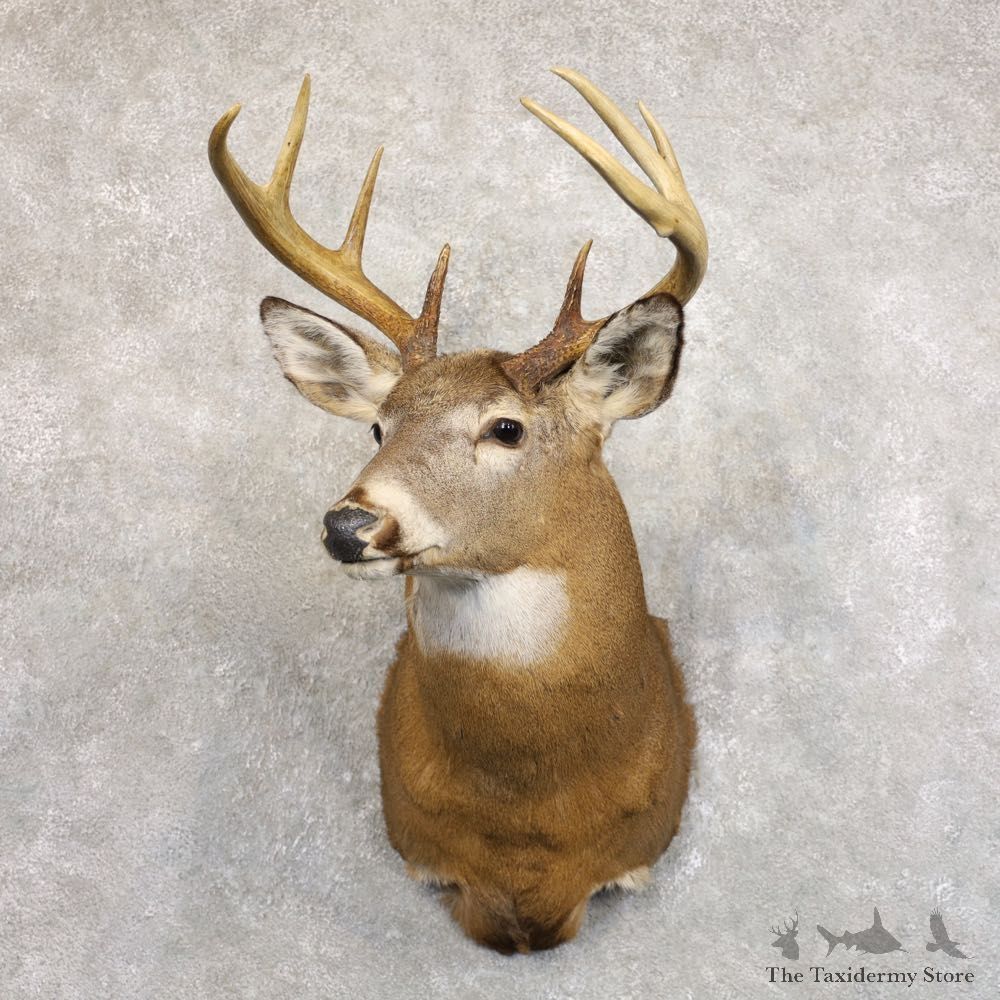 Whitetail Deer Shoulder Mount #22235 For Sale - The Taxidermy Store