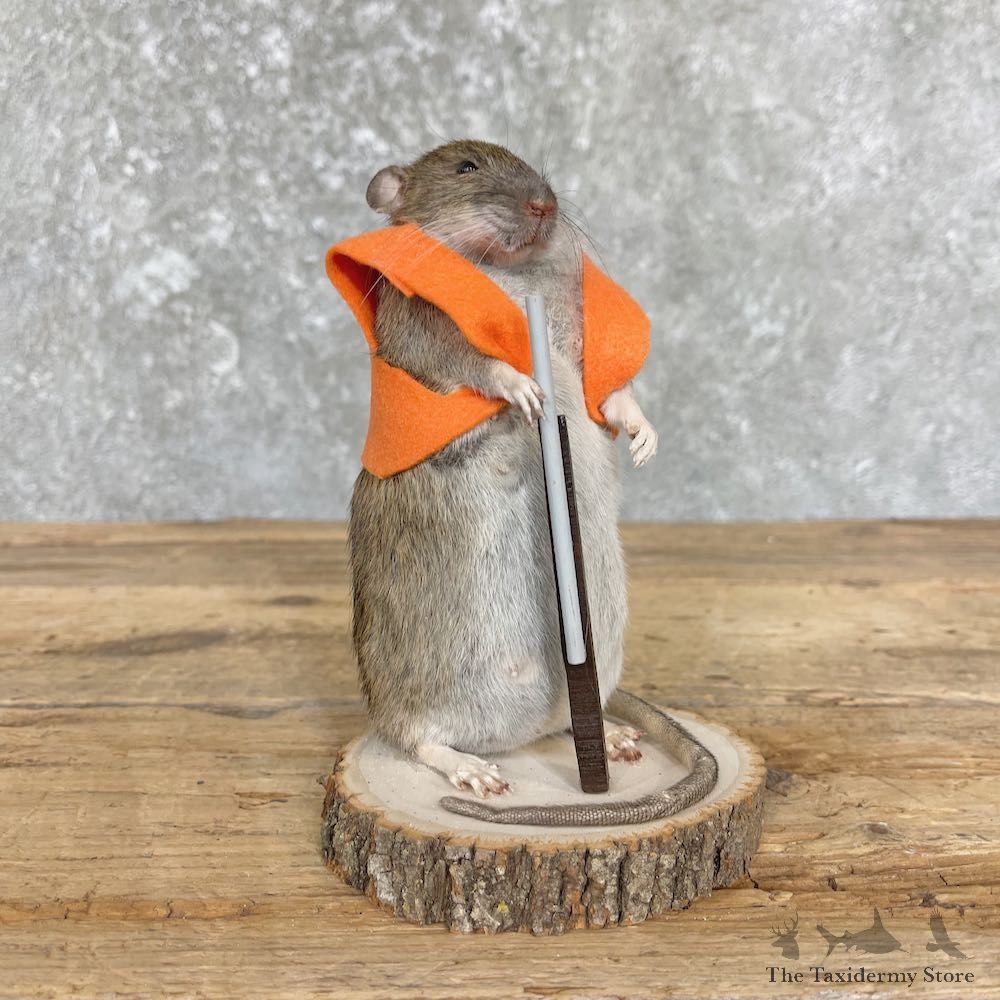 Hunting Rat Novelty Mount For Sale #26410 @ The Taxidermy Store