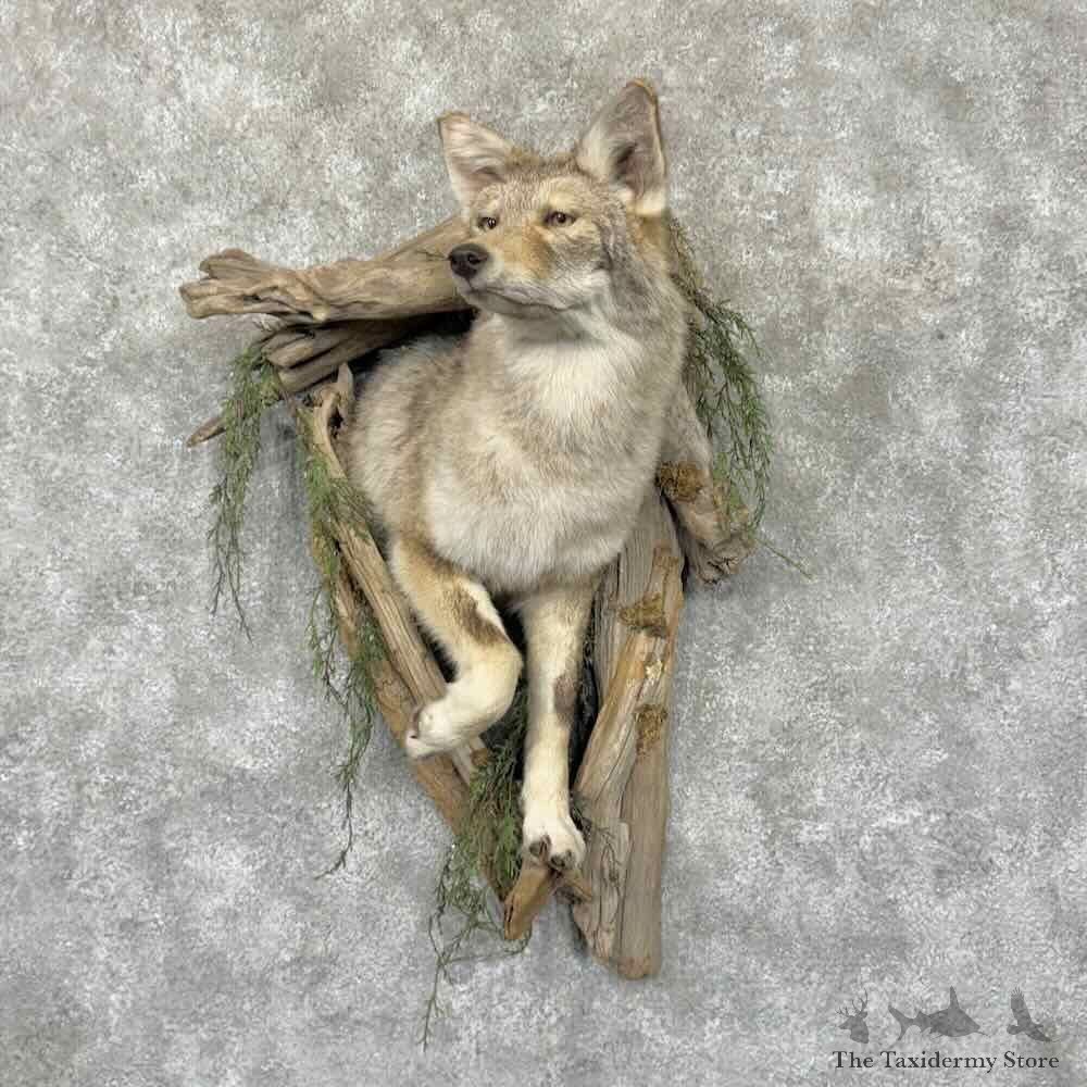 Coyote Half Life-Size Mount For Sale #31554 @ The Taxidermy Store