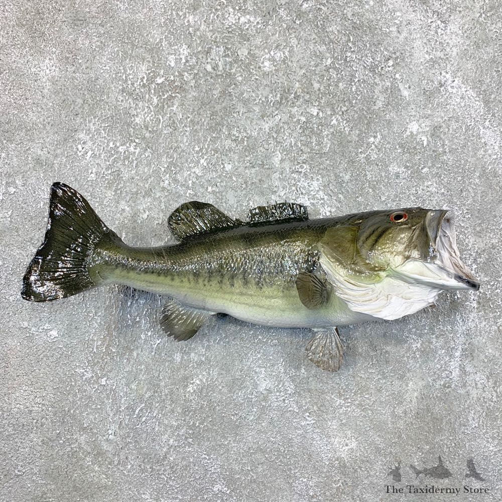 Largemouth Bass Fish Mount For Sale #23830 @ The Taxidermy Store