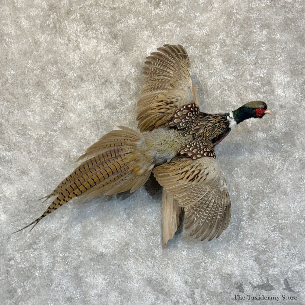 Ringneck Pheasant Bird Mount For Sale #28864 @ The Taxidermy Store