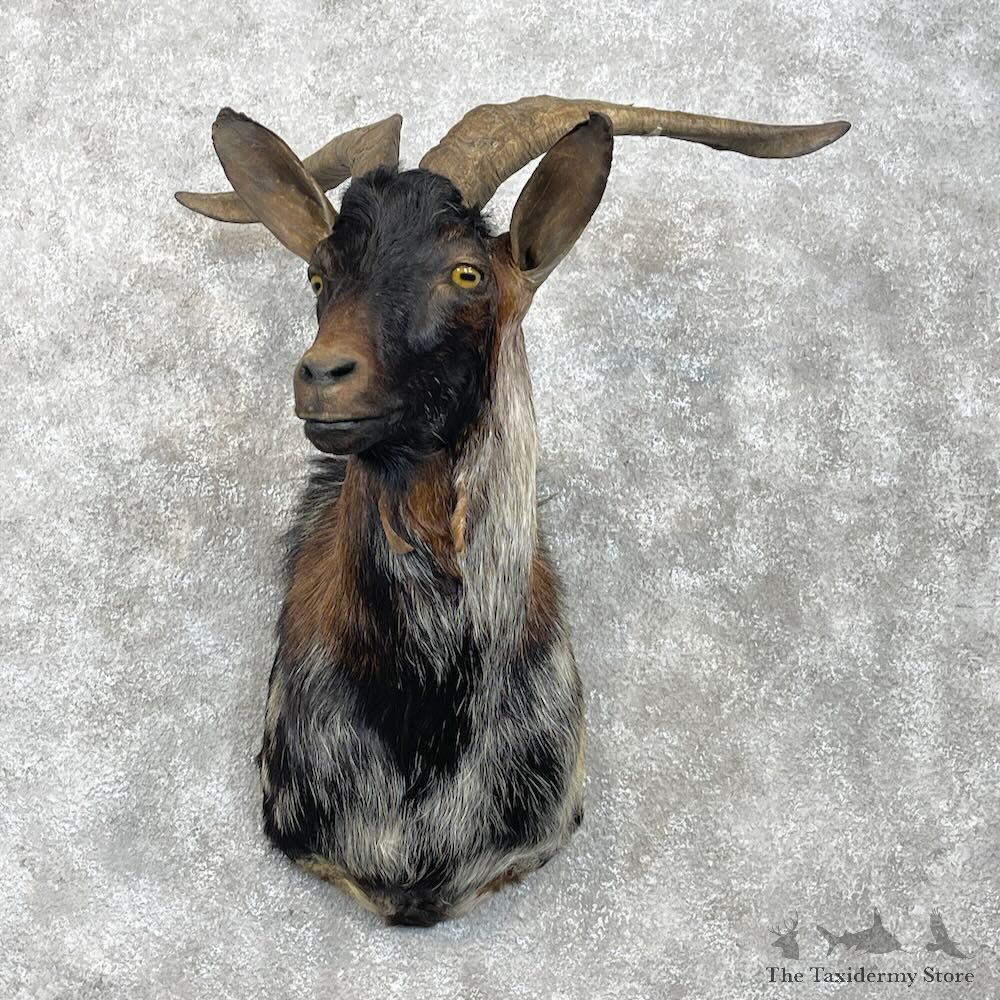 Catalina Goat Shoulder Mount For Sale #28345 @ The Taxidermy Store