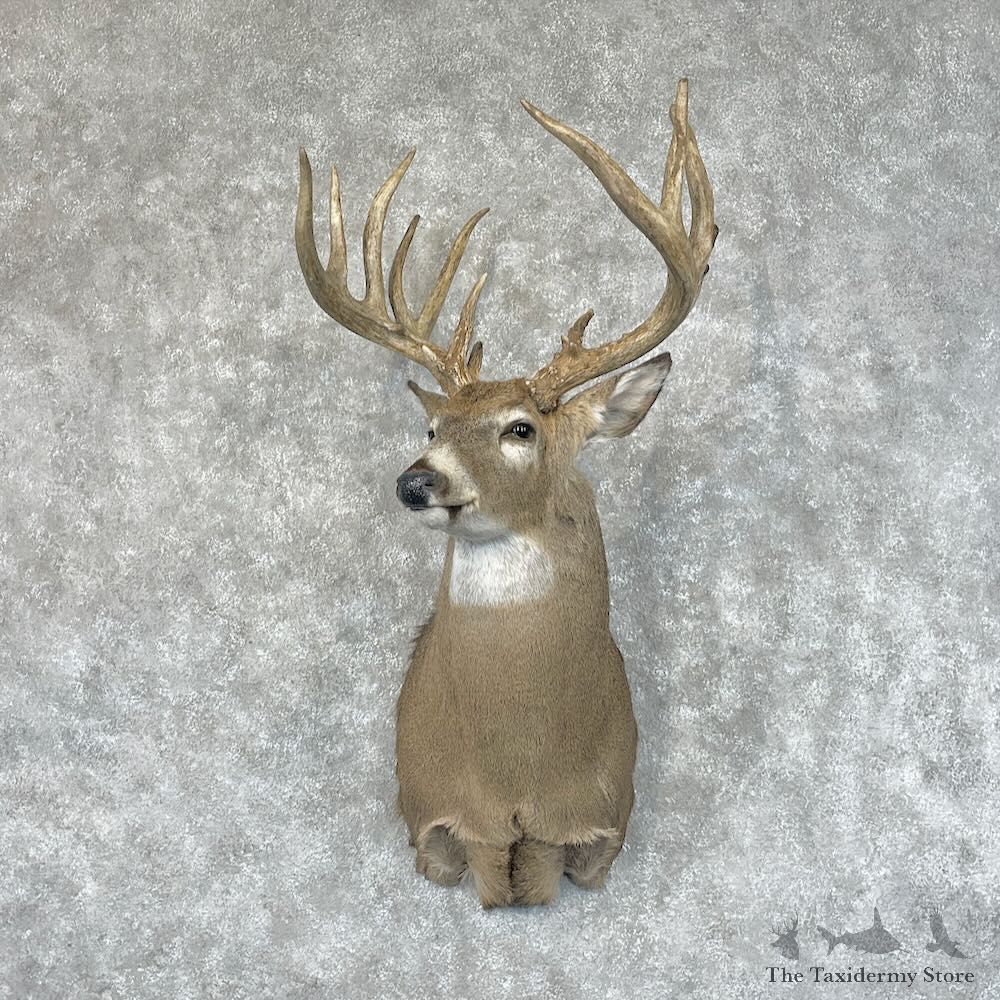 Whitetail Deer Shoulder Mount For Sale #28440 @ The Taxidermy Store