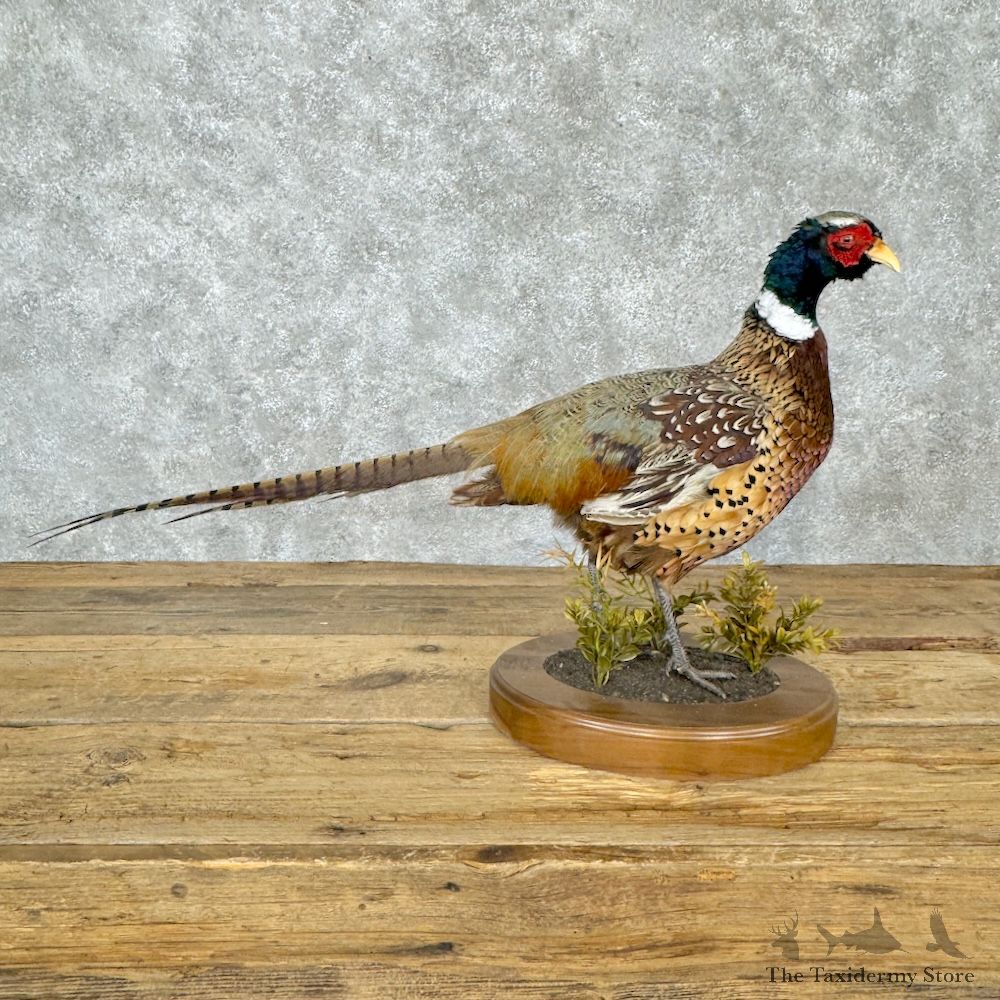 Ringneck Pheasant Bird Mount For Sale #29298 @ The Taxidermy Store