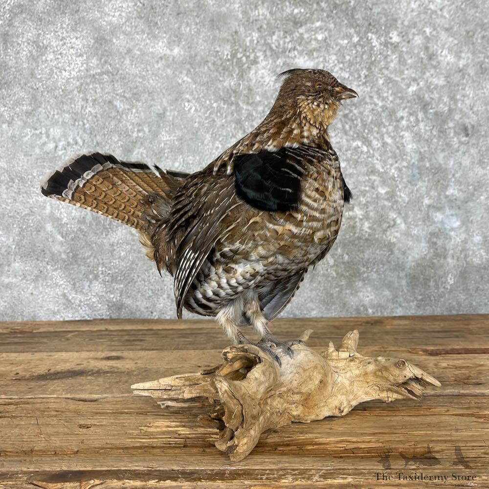 Ruffed Grouse Bird Mount For Sale #27571 @ The Taxidermy Store