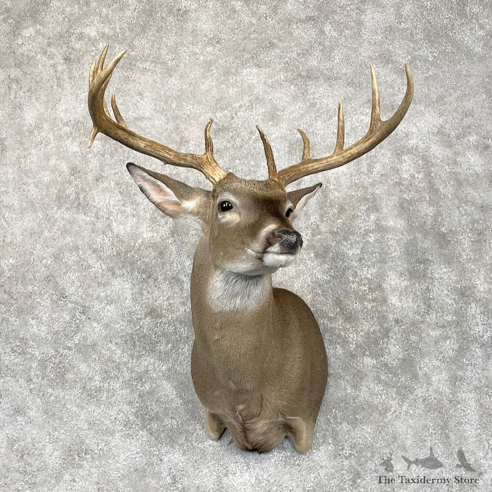 Whitetail Deer Shoulder Mount For Sale #28685 - The Taxidermy Store