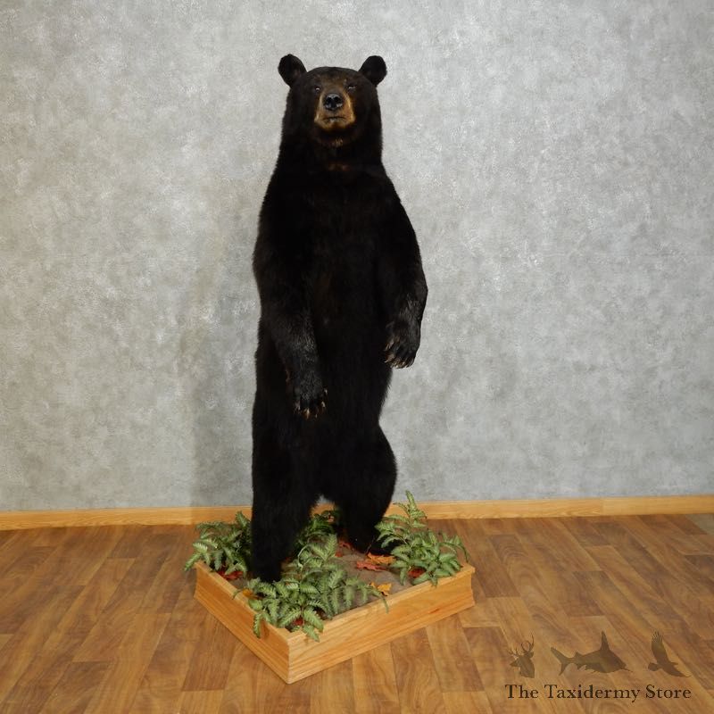 Black Bear Life-Size Mount For Sale #17283 @ The Taxidermy Store