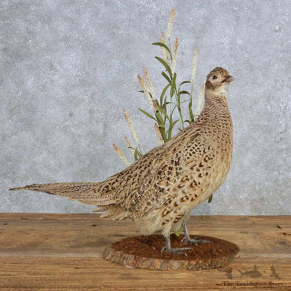Ringneck Pheasant Hen Bird Mount For Sale #14884 @ The Taxidermy Store