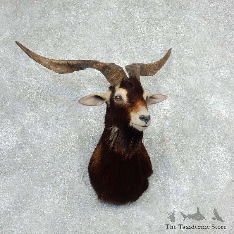 Catalina Goat Shoulder Mount For Sale #18103 @ The Taxidermy Store